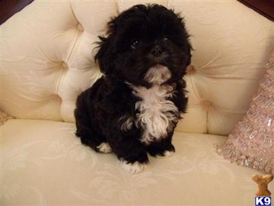 Pekingese Puppies